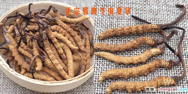 那曲冬蟲夏草圖片 那曲冬蟲夏草圖片