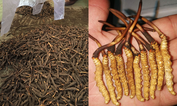 正宗新鮮蟲草圖片 正宗新鮮蟲草圖片