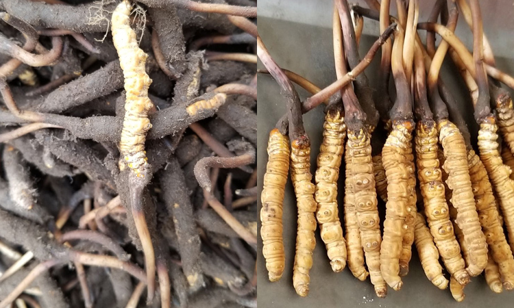 新鮮冬蟲夏草圖片 新鮮冬蟲夏草圖片