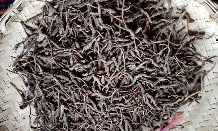 理縣冬蟲夏草圖片