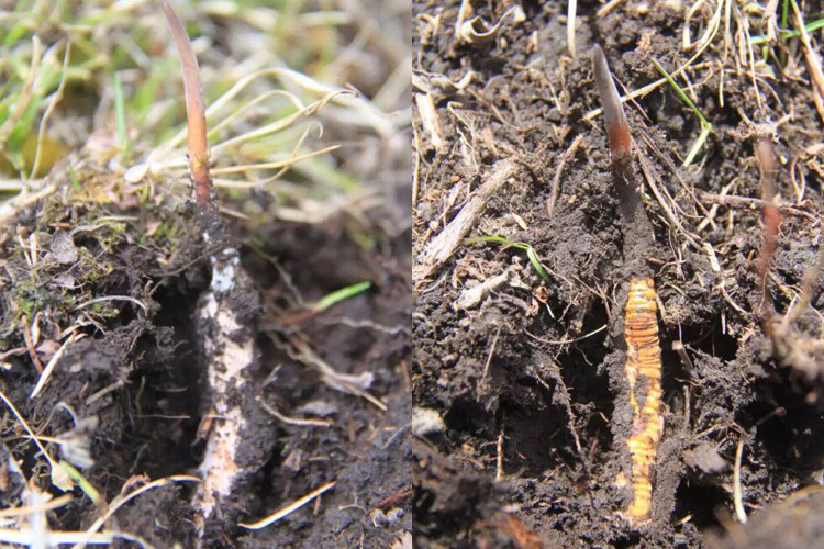 新鮮冬蟲夏草圖片 新鮮冬蟲夏草圖片