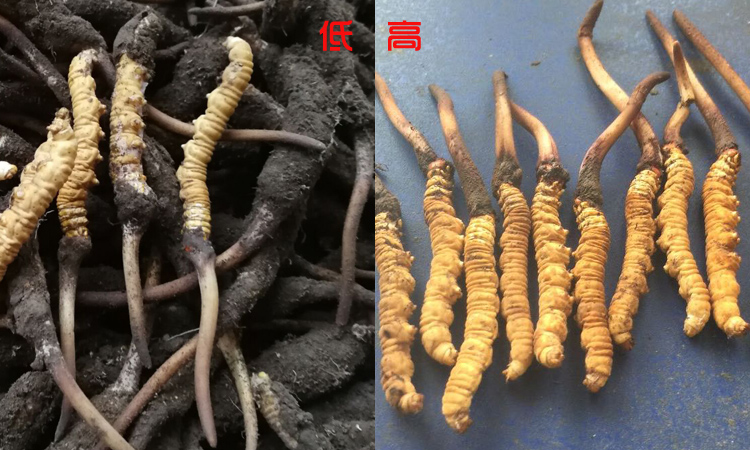 不同海拔新鮮蟲草長什么樣子