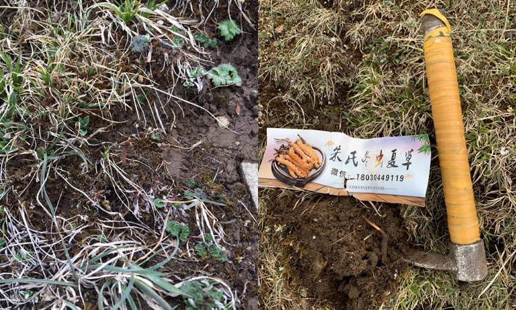 新鮮蟲草長什么樣子