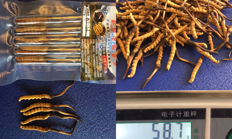 0.5-0.6克一根果洛新鮮蟲草圖片