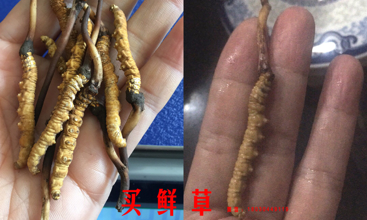 新鮮蟲草洗凈后生吃 新鮮蟲草洗凈后生吃
