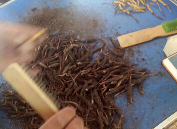 冬蟲夏草刷土的圖片