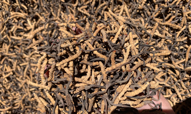 西藏林芝小白冬蟲夏草圖片 西藏林芝小白冬蟲夏草圖片