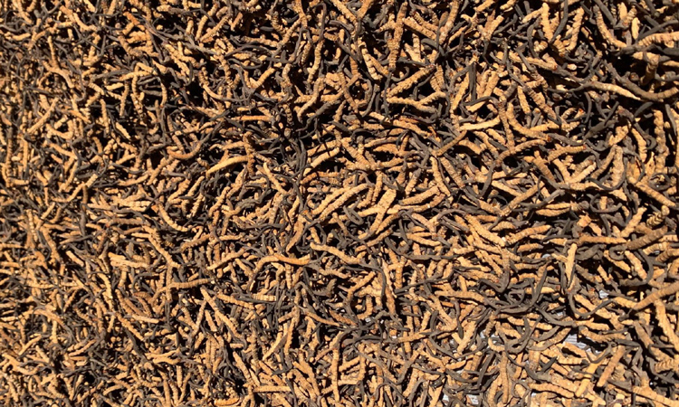 林芝小白冬蟲夏草圖片