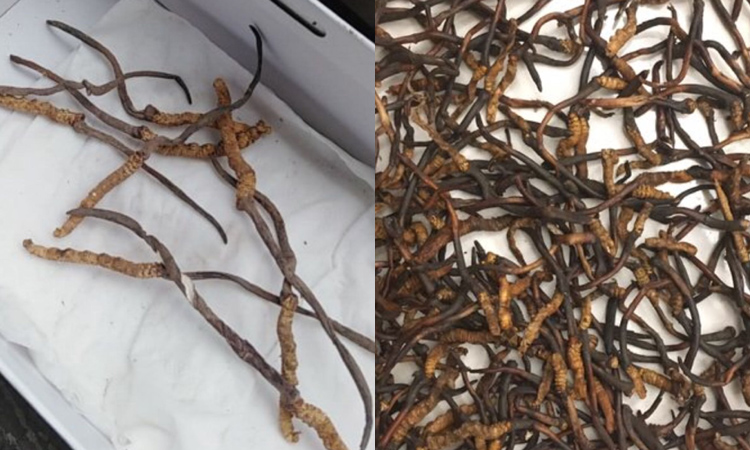 低海拔蟲草的尾巴很長 低海拔蟲草的尾巴很長