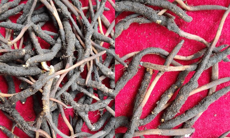 末期草蟲草的尾巴很長 末期草蟲草的尾巴很長