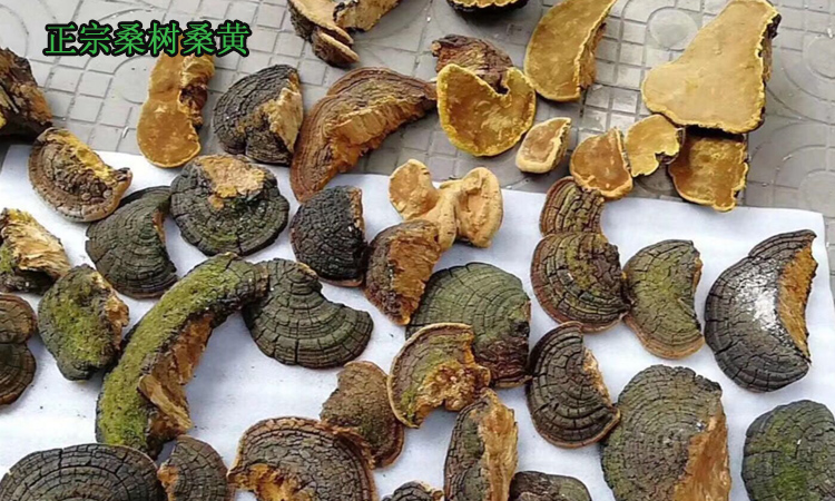 桑樹桑黃圖片 桑樹桑黃圖片