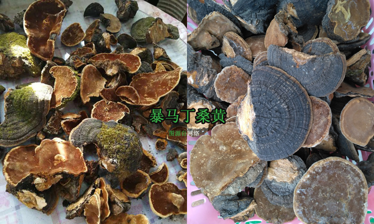 暴馬丁香樹桑黃圖片 暴馬丁香樹桑黃圖片