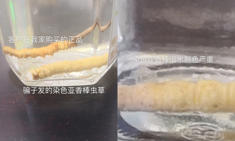 冬蟲(chóng)夏草和亞香棒蟲(chóng)草比較圖片 冬蟲(chóng)夏草和亞香棒蟲(chóng)草比較圖片