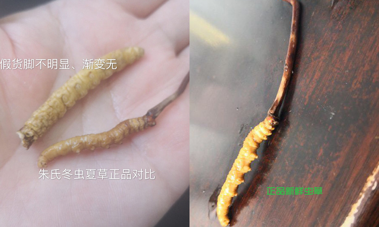 亞香棒蟲(chóng)草和冬蟲(chóng)夏草區(qū)別圖片 亞香棒蟲(chóng)草和冬蟲(chóng)夏草區(qū)別圖片