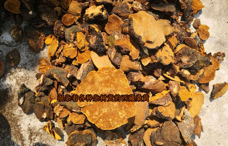 西藏野生桑黃圖片