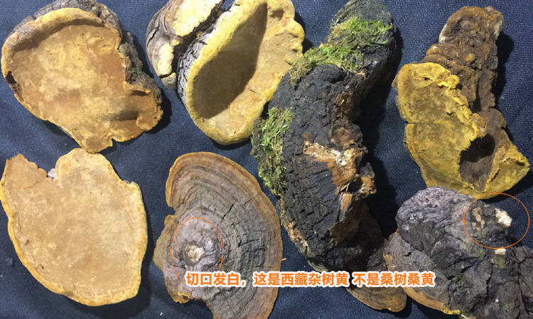 西藏楊樹桑黃圖片