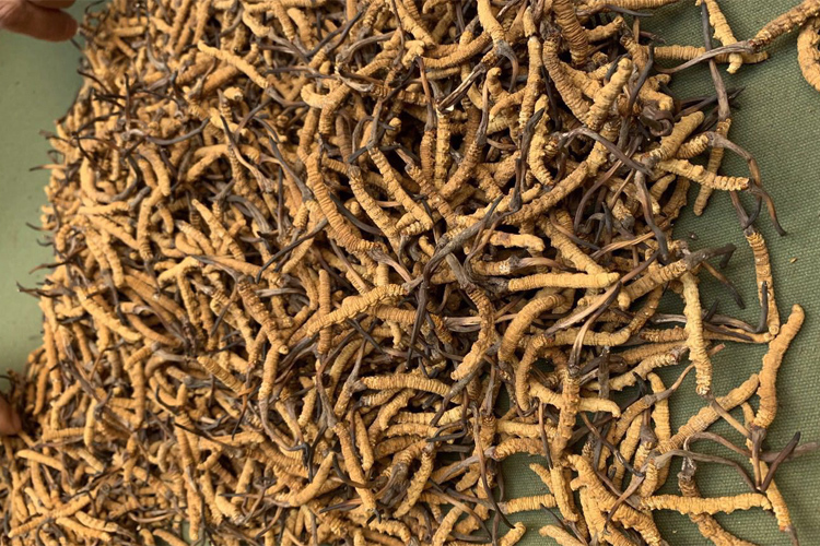 青海玉樹(shù)市哈秀鄉(xiāng)冬蟲(chóng)夏草圖片