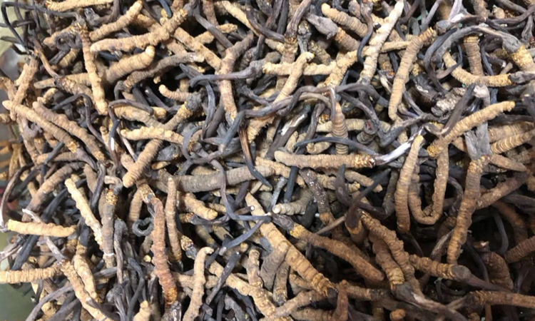 蟲草顏色發黑圖片 蟲草顏色發黑圖片