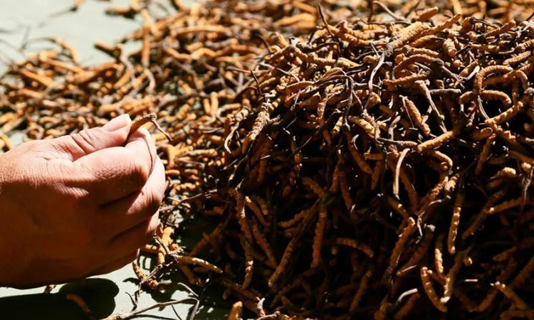 囊謙縣蟲草圖片