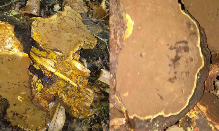 新采摘到的桑黃圖片 新采摘到的桑黃圖片