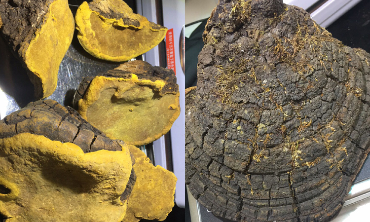 真的桑黃圖片 真的桑黃圖片