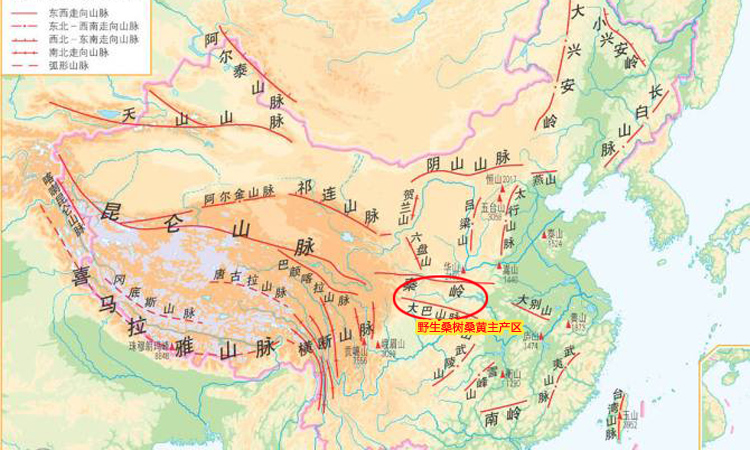 野生桑樹桑黃主產(chǎn)地