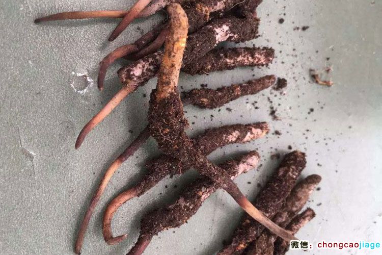 西藏亞?wèn)|新鮮冬蟲(chóng)夏草圖片 西藏亞?wèn)|新鮮冬蟲(chóng)夏草圖片