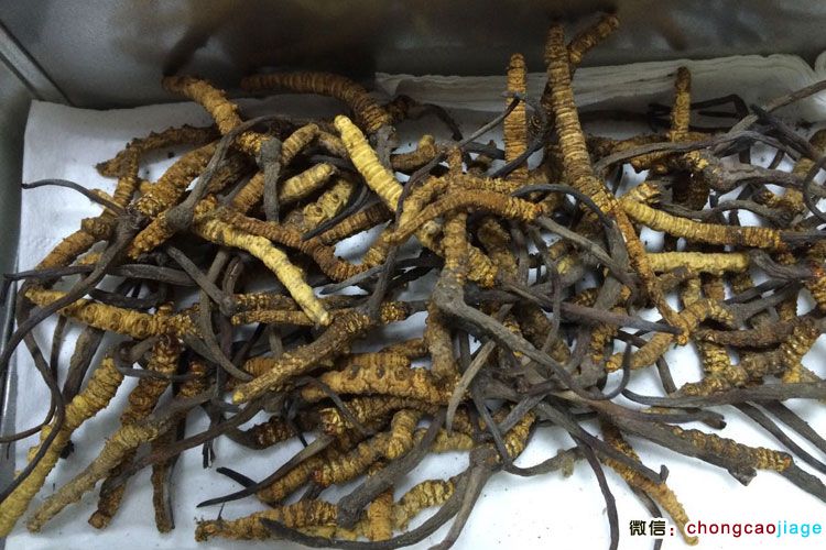 亞?wèn)|縣冬蟲(chóng)夏草圖片 亞?wèn)|縣冬蟲(chóng)夏草圖片