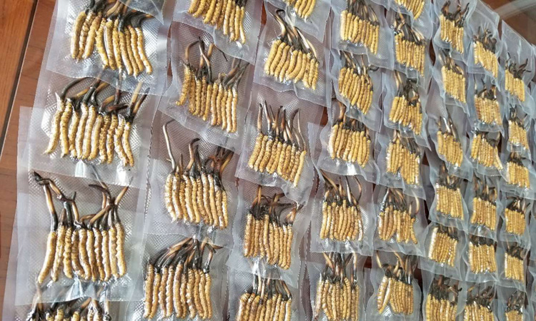 新鮮冬蟲夏草真空圖片 新鮮冬蟲夏草真空圖片