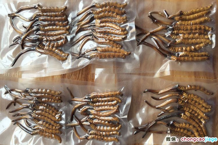 新鮮冬蟲夏草抽真空圖片