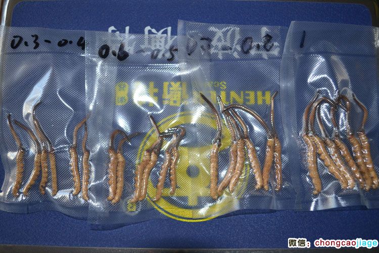 新鮮冬蟲夏草不同大小對比圖片