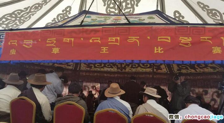 那曲蟲草王比賽