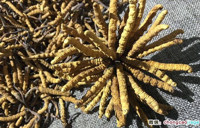 西藏那曲蟲草圖片 西藏那曲蟲草圖片