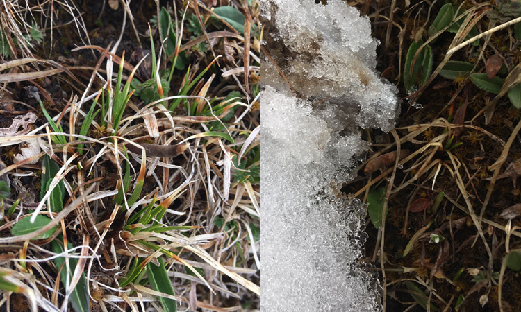 冬蟲夏草的葉子照片