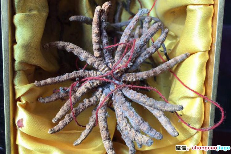 冬蟲(chóng)夏草發(fā)霉圖片