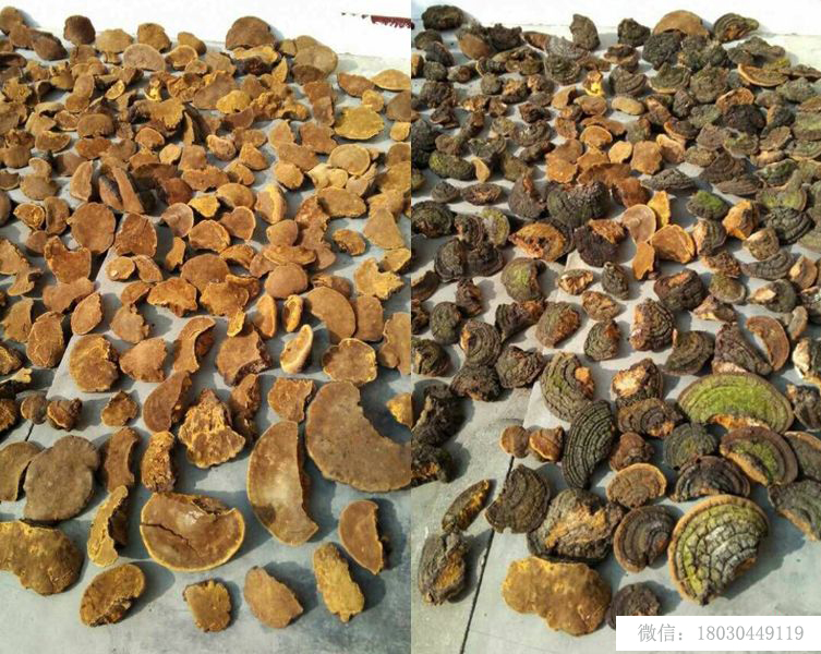 桑樹桑黃圖片 桑樹桑黃圖片