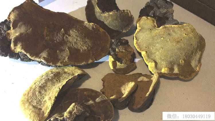 桑樹桑黃正面圖片 桑樹桑黃正面圖片