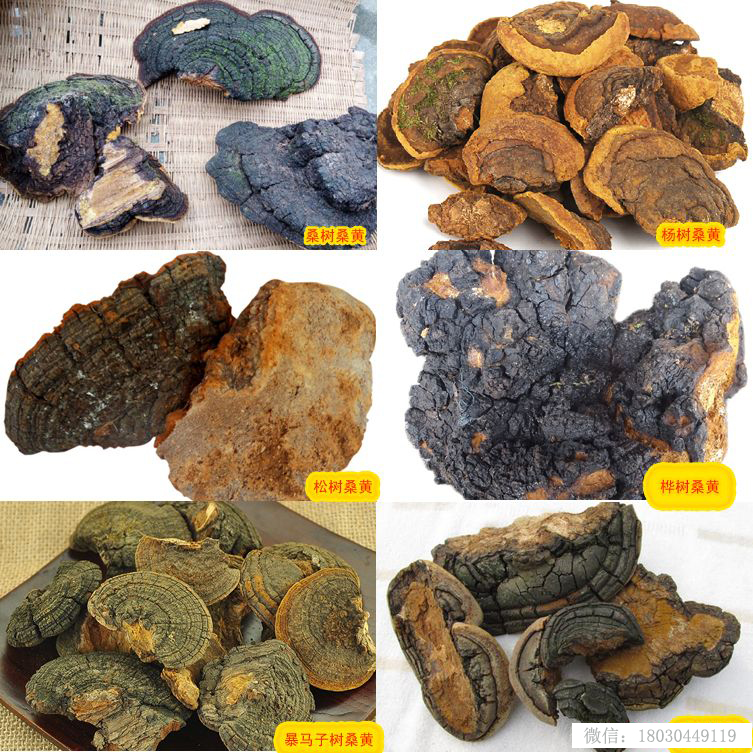 桑黃及桑樹桑黃鑒別圖片 桑黃及桑樹桑黃鑒別圖片