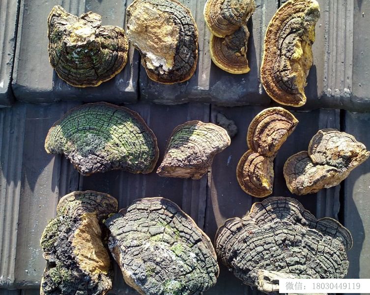 桑樹桑黃正品背面圖片 桑樹桑黃正品背面圖片