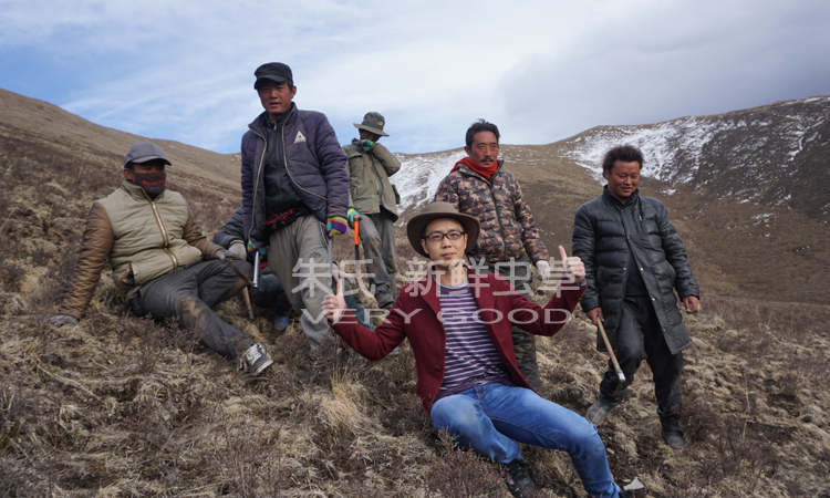 冬蟲夏草生長地環境圖片