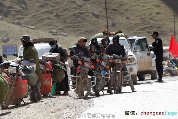 采挖蟲草的藏民們