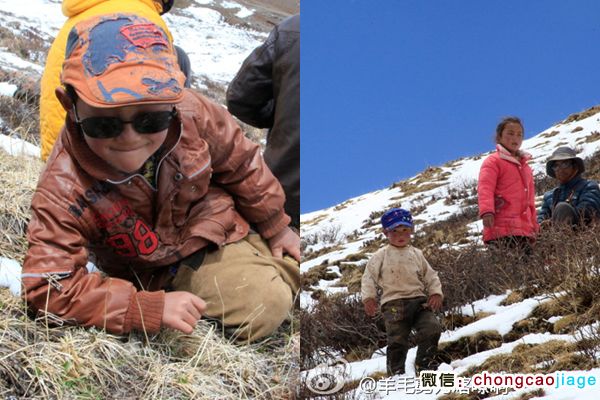 采挖冬蟲夏草的兒童