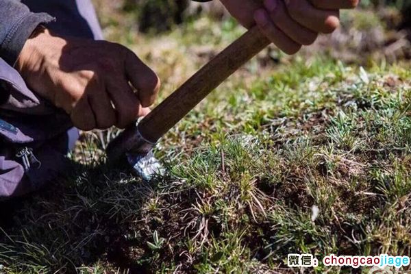 藏民正在采挖蟲草 藏民正在采挖蟲草