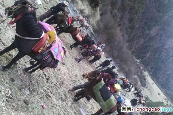 藏民騎馬去采挖蟲(chóng)草