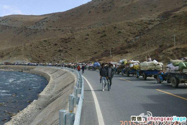 采挖蟲(chóng)草的藏族隊(duì)伍