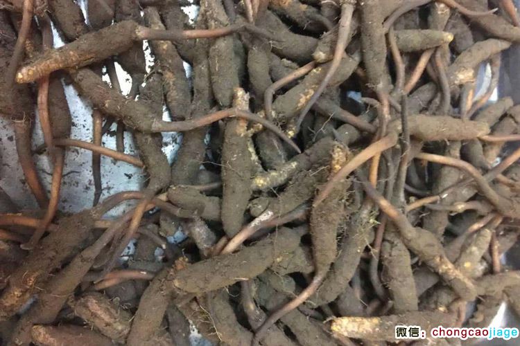 新鮮冬蟲夏草圖片
