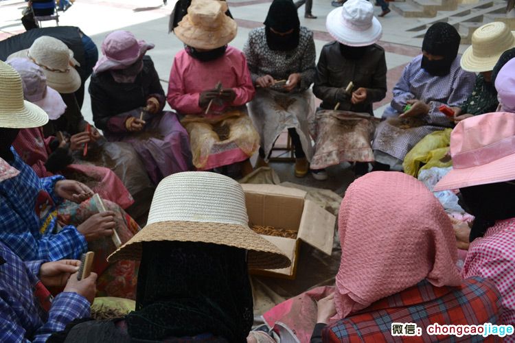 小工清理蟲草泥土現場圖片