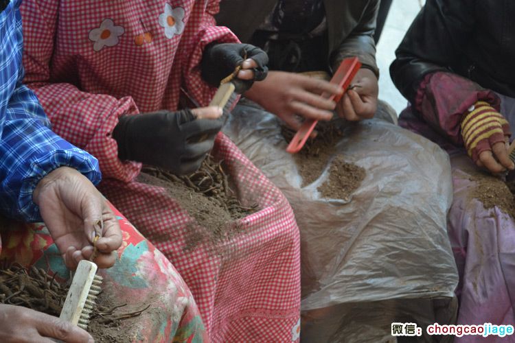 新鮮冬蟲夏草清理泥土圖片