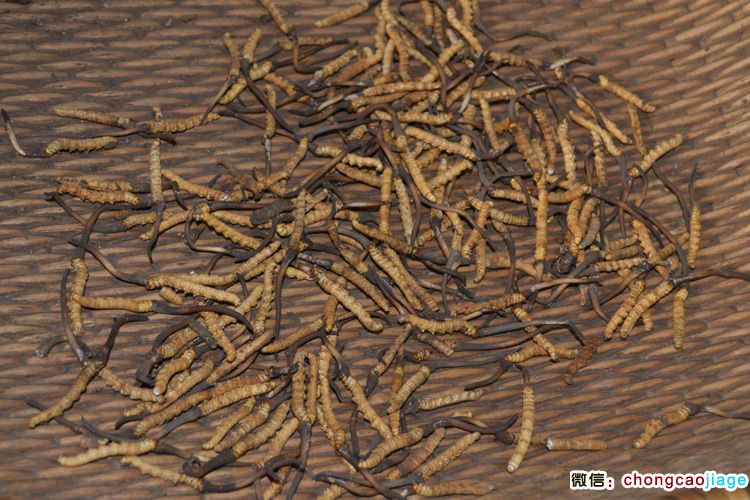 新鮮冬蟲夏草清理泥土后的圖片