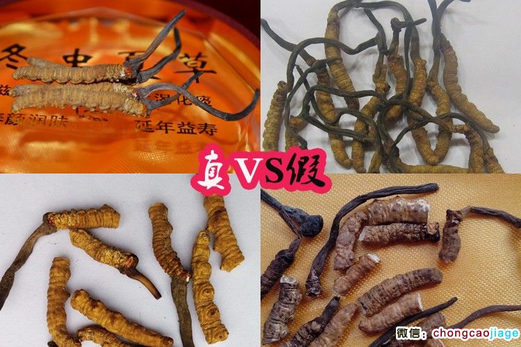真假冬蟲夏草對(duì)比圖片